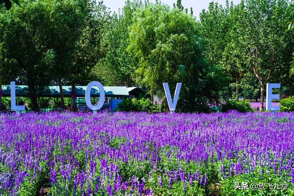 北京哪里有薰衣草花海景点,北京附近的六环外薰衣草花海