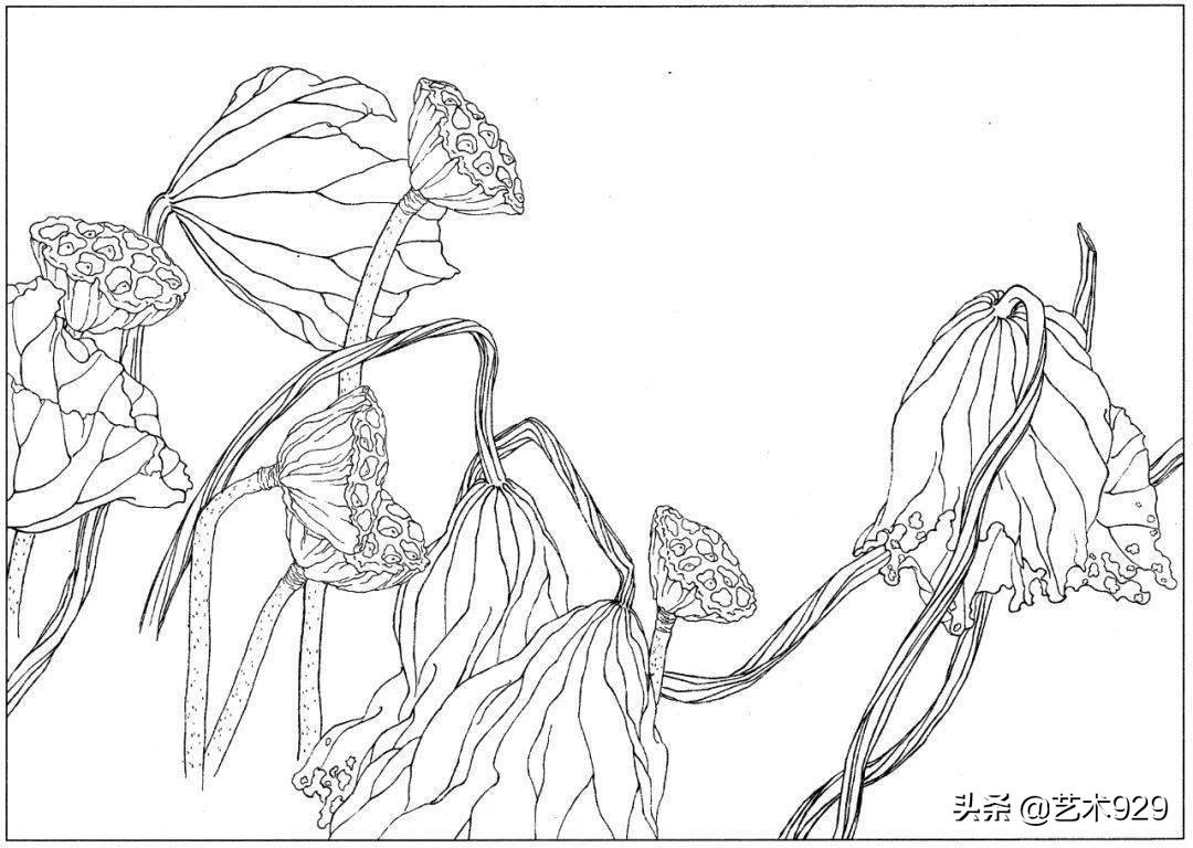 余稚荷花蜻蜓图高清白描底稿,白描荷花勾线方法讲解视频