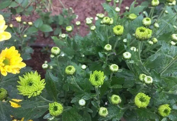 做花针的方法,学做花针