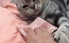 资深养猫人手把手教你养猫,新手养猫攻略养猫必备清单超全