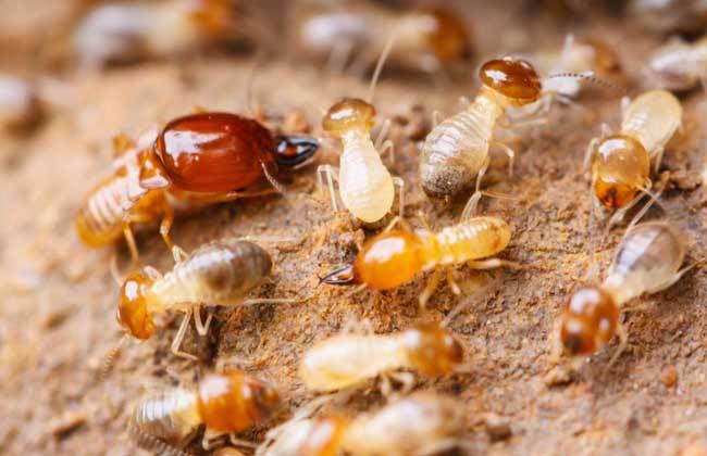 白蚁的种类和危害,白蚁的种类及防治方法