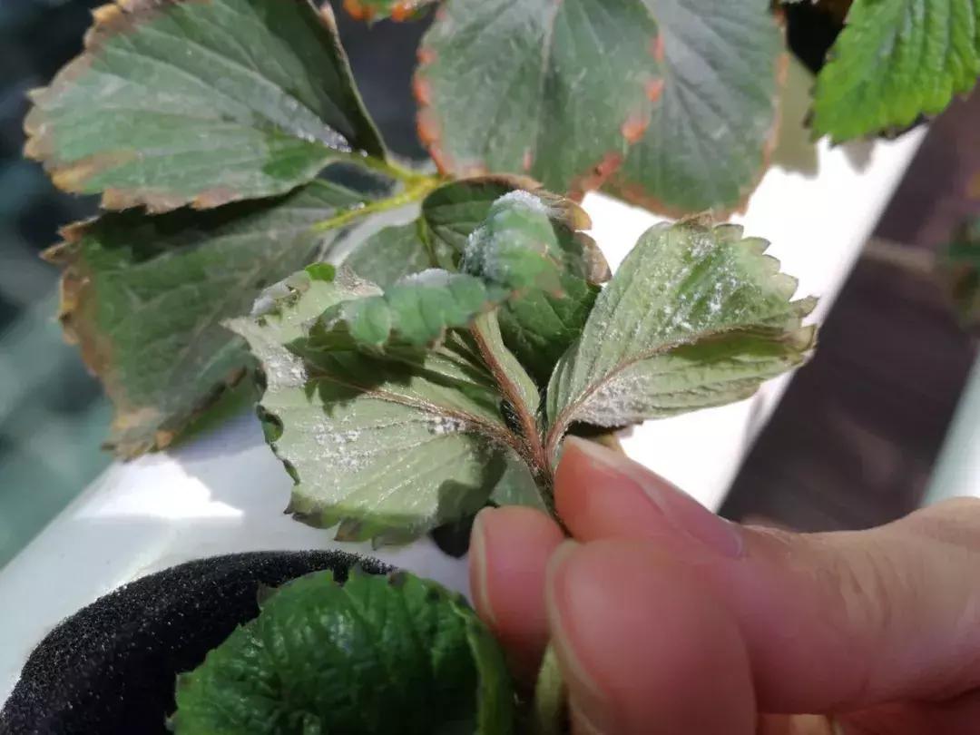 白芨病害及防治,白粉病发病规律防治措施