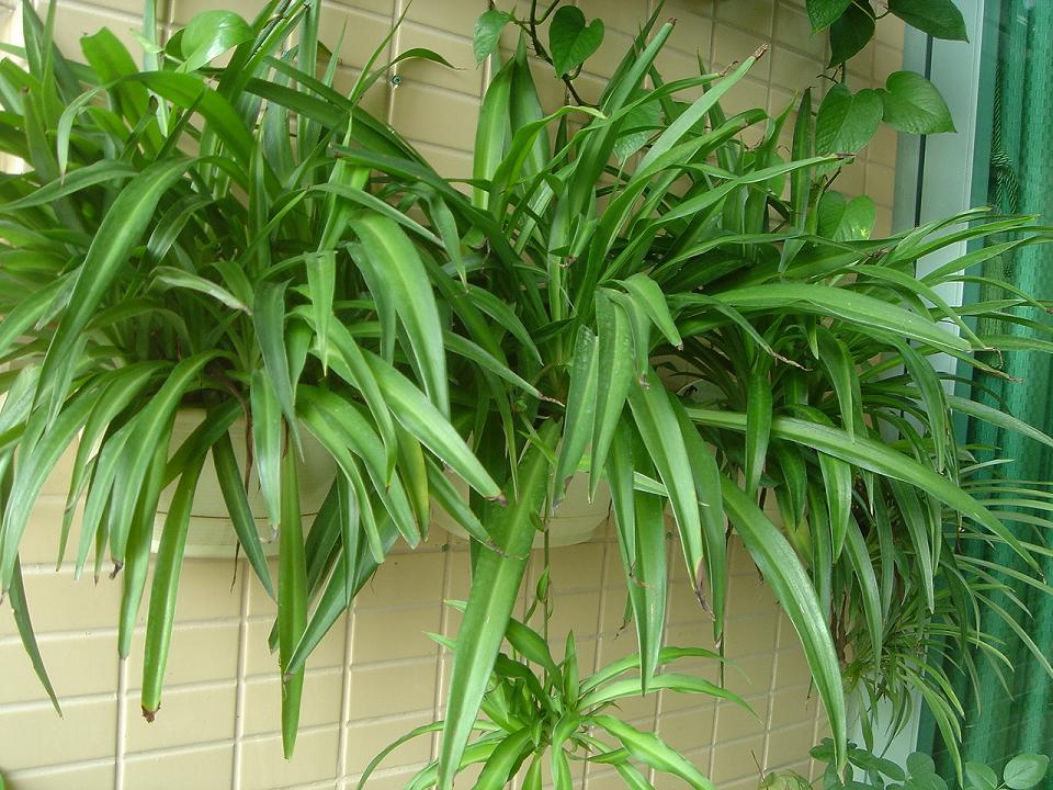 绿萝少了土也能活，来点水养成“窗帘”，放在阳台真养眼！