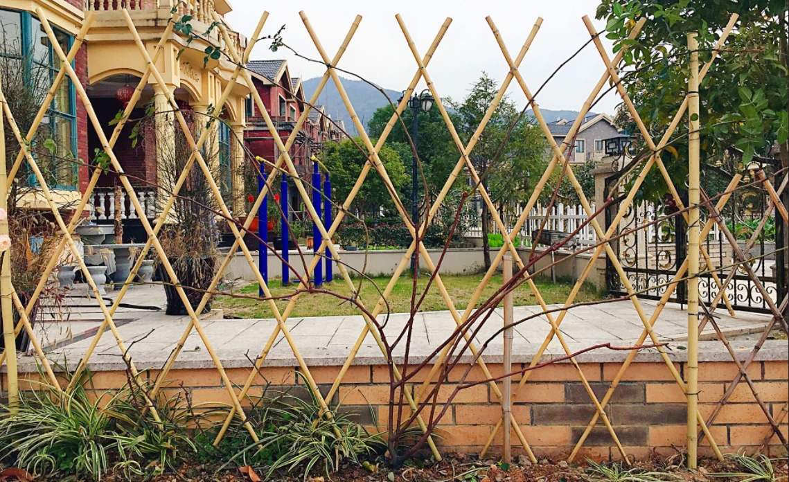 藤本月季春季开花后怎样管理,藤本月季开花前的管理