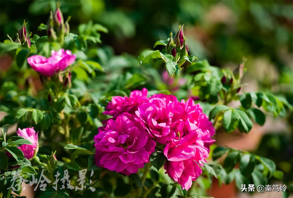 五月玫瑰花期,五月玫瑰盛开时