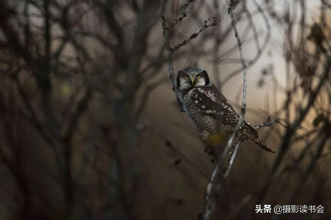 尼康拍野生动物,这位摄影师