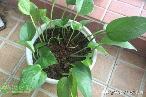 绿萝冻伤怎么补救最快,绿萝冻伤怎样补救