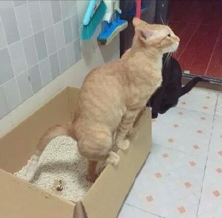 关于猫咪的冷知识你知道多少 (关于猫咪的冷知识)