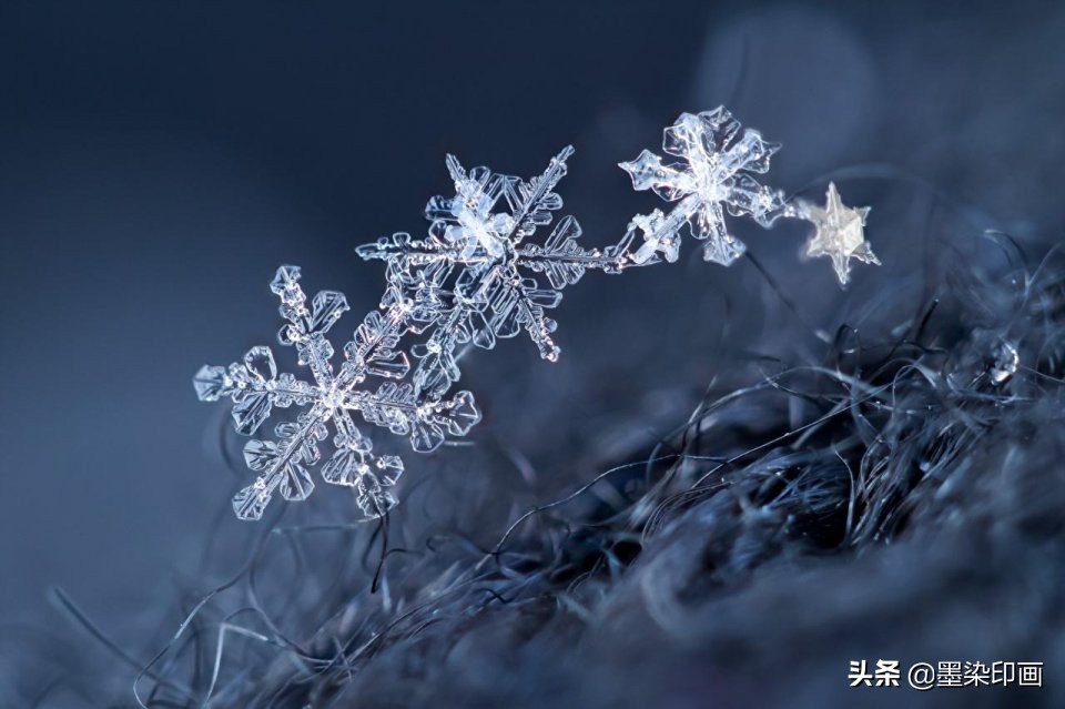 微距拍摄技巧与方法,如何拍摄清晰锐利的微距照片呢