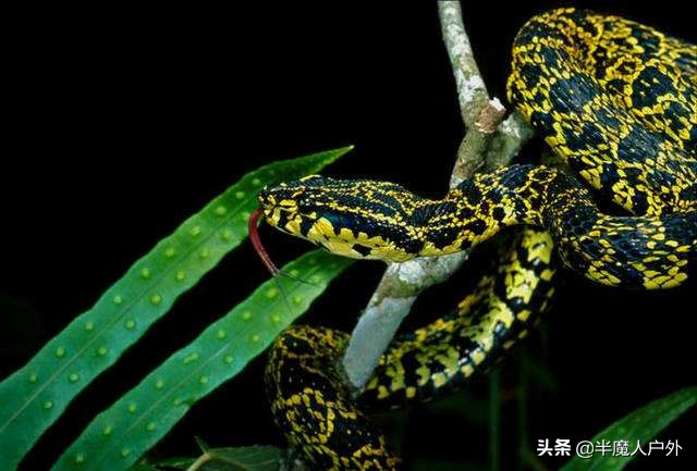 野外生存的知识有哪些,农村常见的蛇类你都认识吗