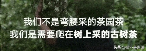 普洱茶真相揭秘切记不懂装懂,普洱茶切忌不懂装懂