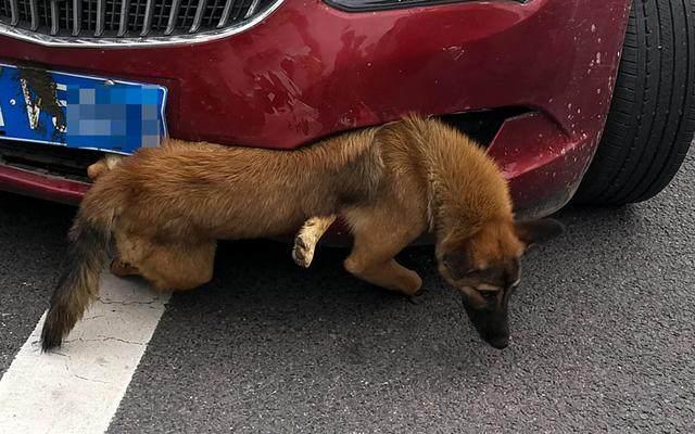 遇到动物拦车怎么办,遇到动物挡路怎么办