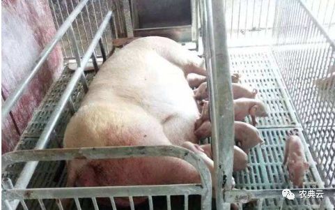 母猪胎衣不下还有猪吗,母猪胎衣不下怎么解决