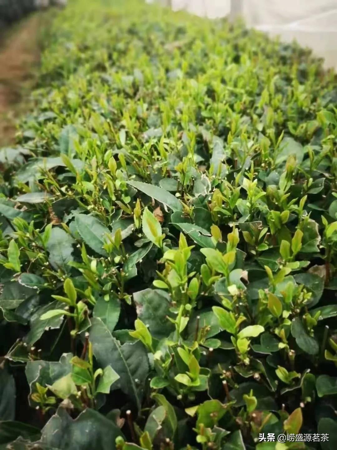 青岛崂山茶的特点,青岛崂山茶叶简介