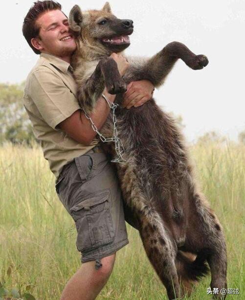人类可以打赢鬣狗吗,人类能打得过鬣狗吗