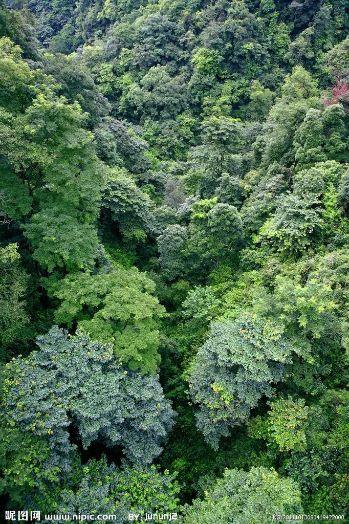在没有道路或痕迹可循的深山密林中迷路了怎么办？
