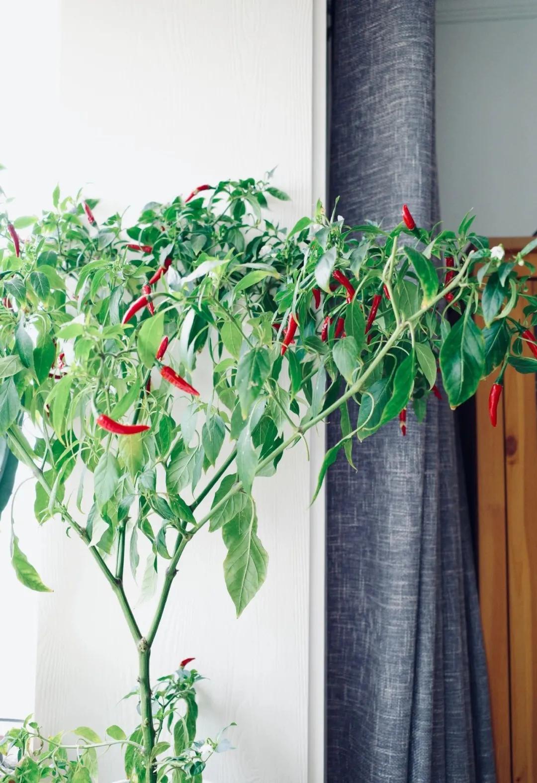 适合懒人家庭种菜100种,家里种菜这3种就够了