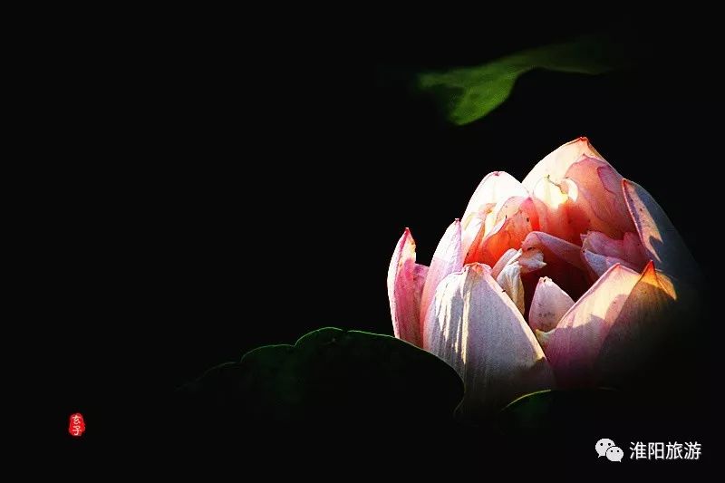 又见淮阳荷花香——唯美文章唯美荷，唯美视频唯美歌