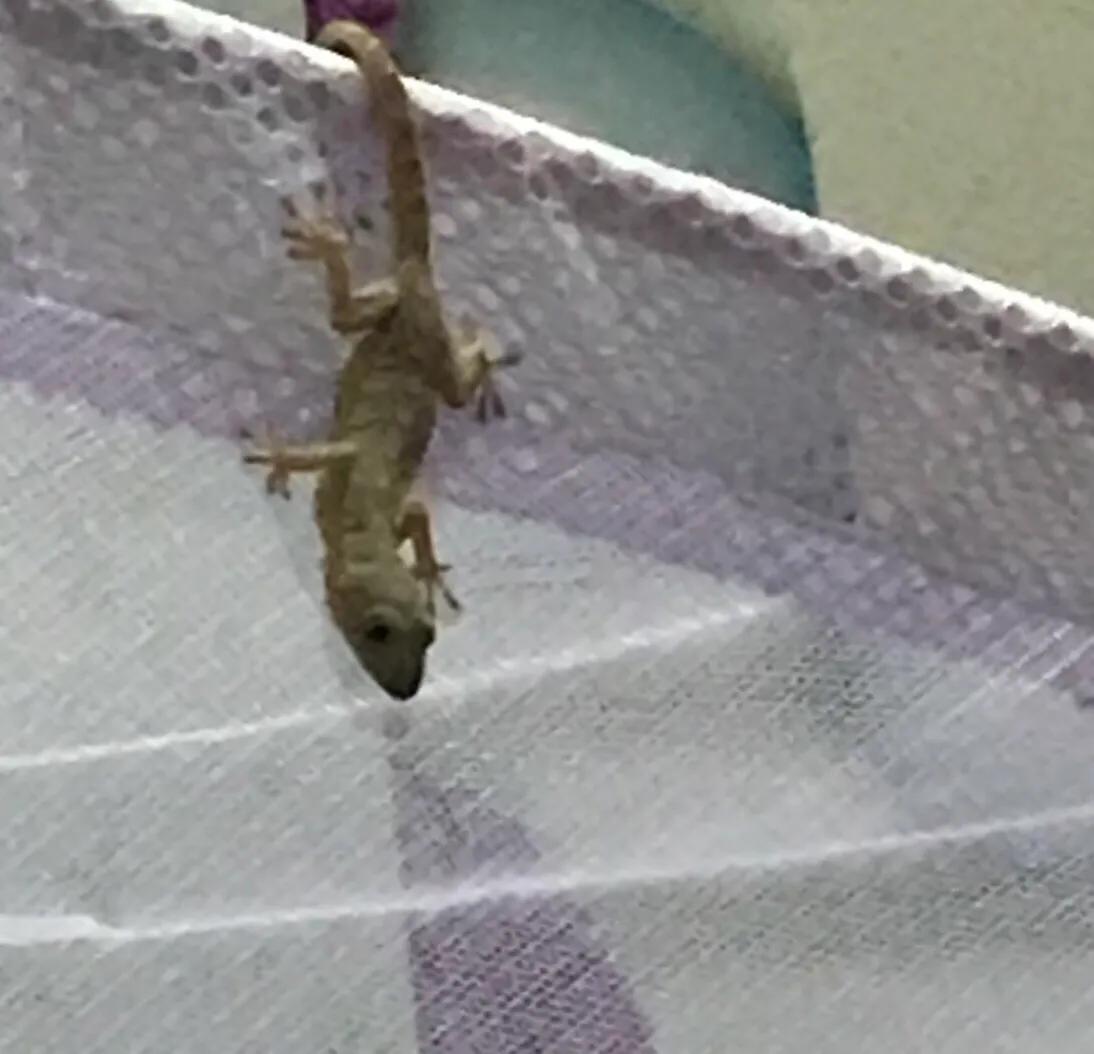 怎么防止壁虎在家里出现,如何防止壁虎进屋里有好办法