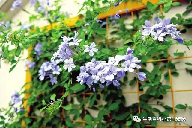 适合阳台盆栽暴晒的爬藤植物,适合阳台暴晒的花爬藤