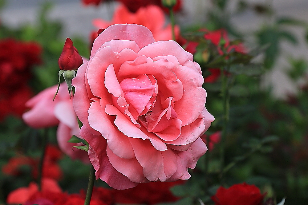 五月花；青山吹奏《蜗牛与黄鹂鸟》,D#调半音阶口琴演奏