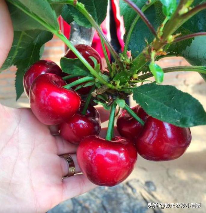 温室大棚大樱桃的高产栽培技术,一根棍大樱桃密植高产树形管理