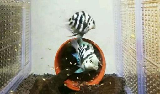 最容易饲养的6种观赏鱼,精心挑选6种最容易饲养的观赏鱼