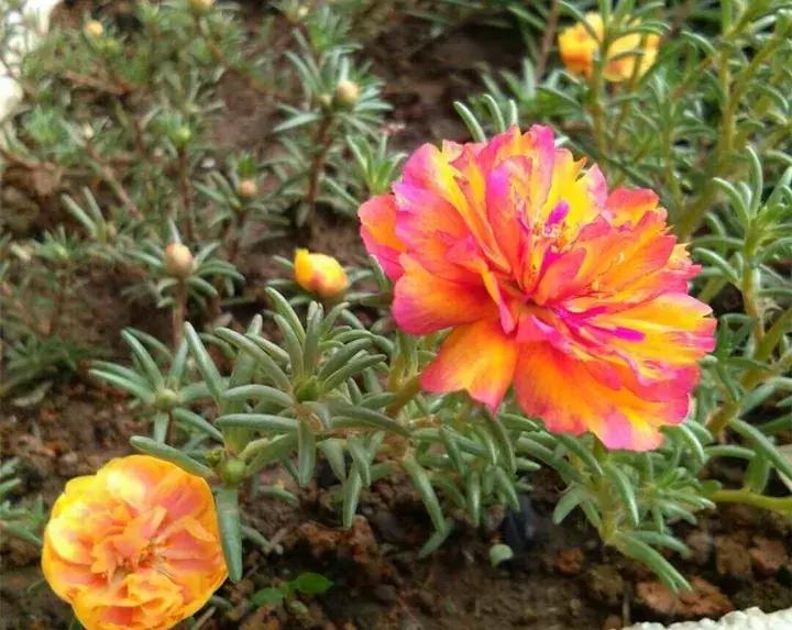 这10种花不怕晒,这3种花不能懒着养