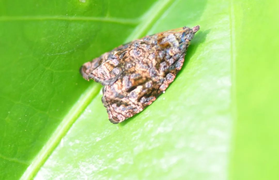 传说中的蛊虫真的有吗,传说中的扑棱蛾子