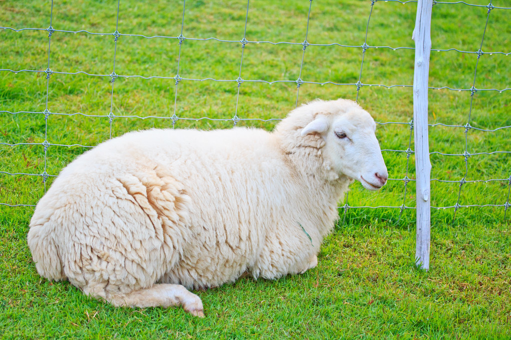 克隆黑足鼬的诞生,黑足鼬被复活
