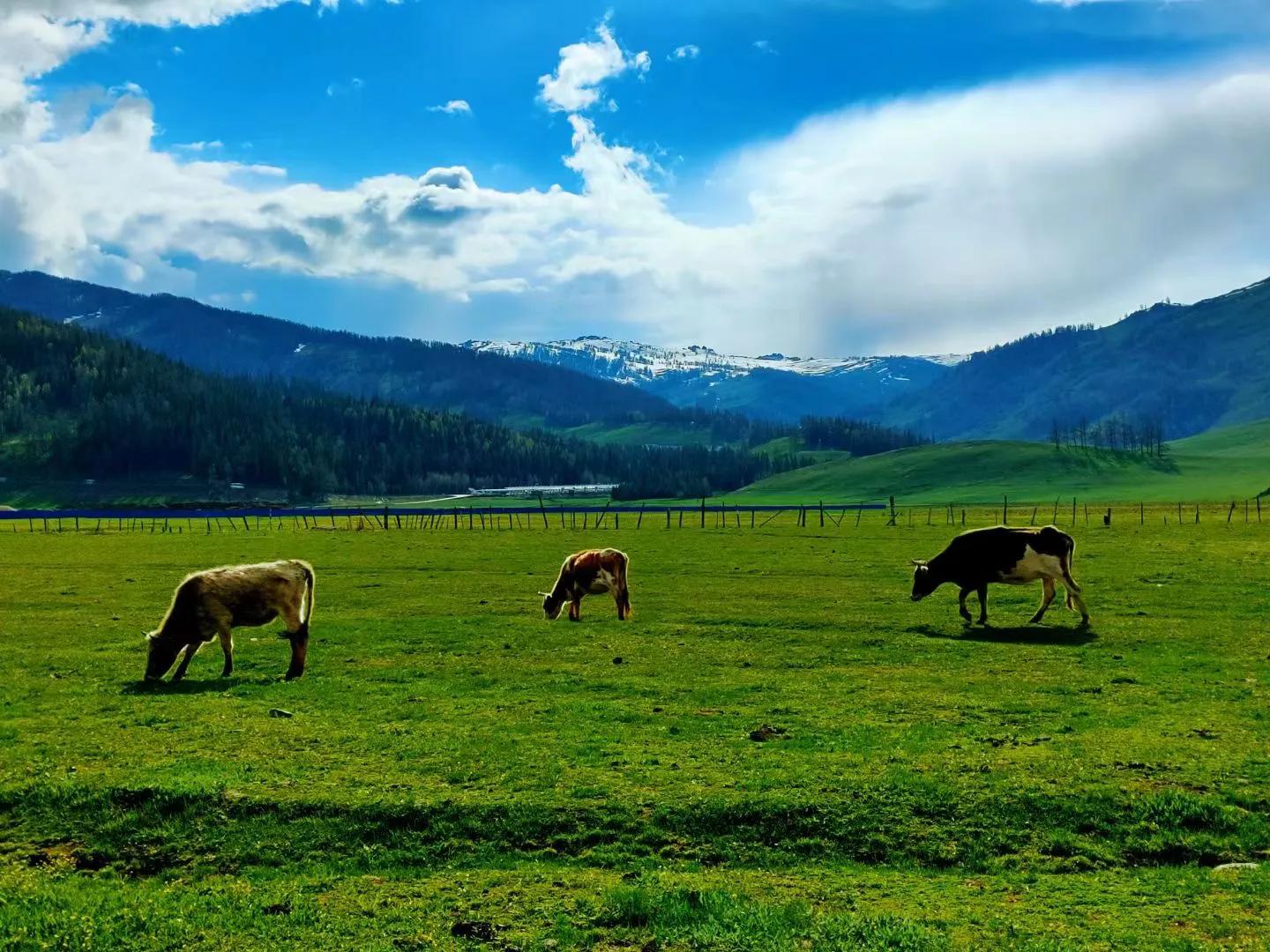去新疆旅游如何出行,到新疆旅游团怎么玩