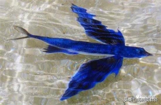 102种海鲜,营养丰富的海鲜有哪些品种