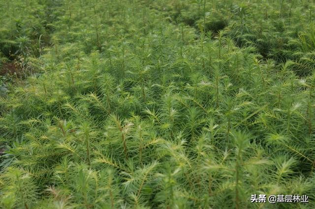 杉木行情未来5年行情,杉木木材价格下跌原因