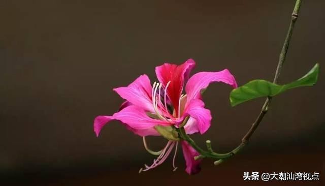 各市市花是哪些花呢,市花大全及其意义