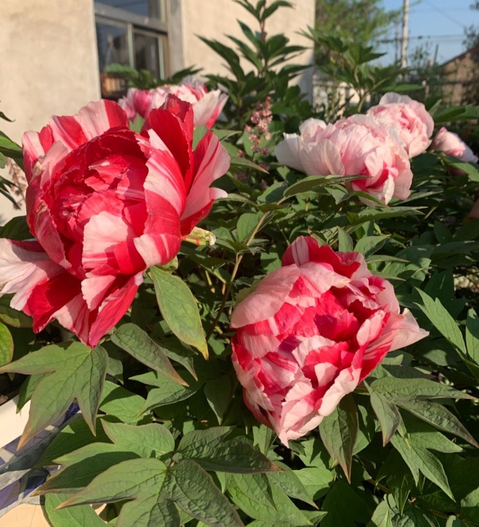 牡丹花怎么栽培开花快,牡丹花怎么栽种才开花