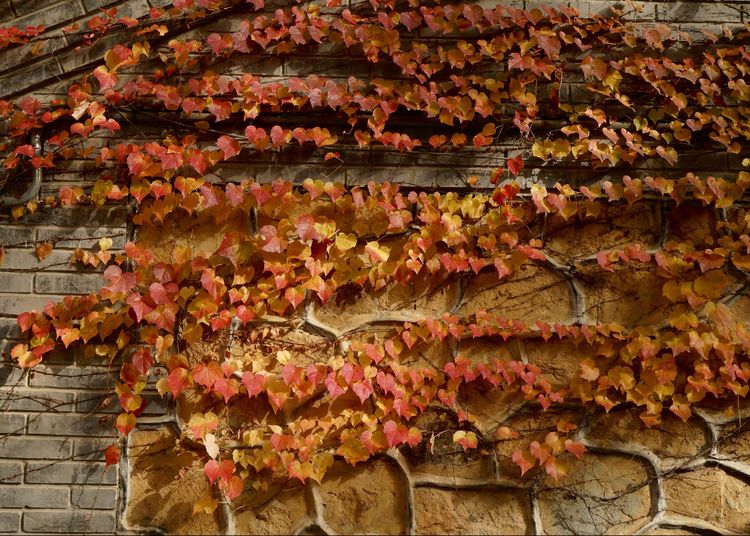 金色的北京犬,金色的北京现代汽车