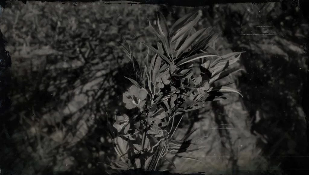 有毒的夹竹桃为什么还这么受欢迎 (夹竹桃是什么地方有毒)