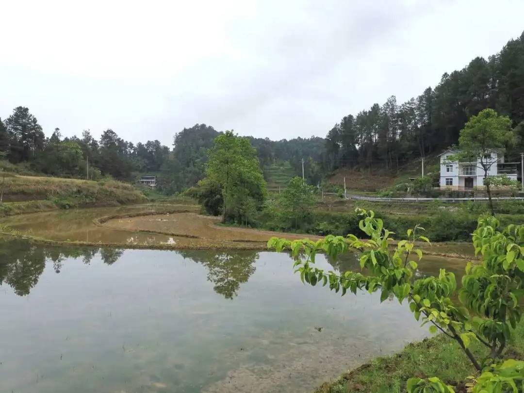 竹舍乌鱼庄：一条鱼搅活的乡村特色游