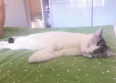 猫咪在床上拉尿怎么教训,猫咪想尿尿时会有哪几种反应