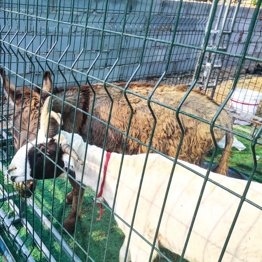 亲子游玩好去处欢乐果亲子农场,快乐六一亲子游农场游玩攻略来袭