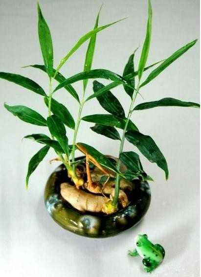 露天阳台种植生姜技术,生姜盆栽养殖方法