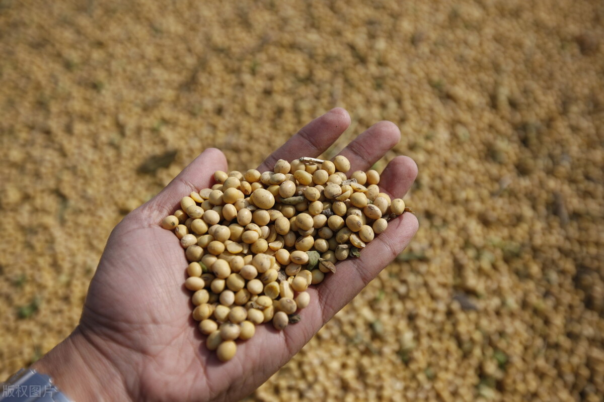 今日富锦市象屿大豆最新价格,绥化象屿今天收购大豆价格表