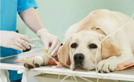 拉布拉多犬的缺点总结,关于拉布拉多犬你需要了解的一切