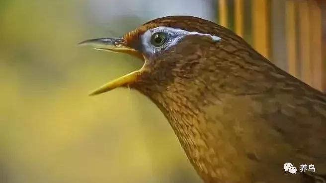 画眉鸟换毛后仰头会好吗,画眉鸟换毛期已全部换完注意事项