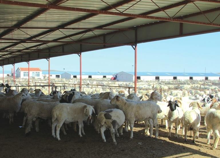 肉羊养殖与疫病防治图谱,养羊场羊病防治