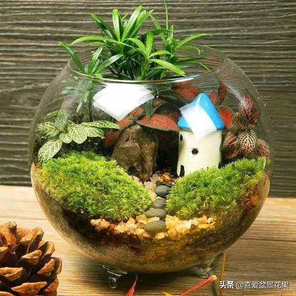 微景观生态瓶教程,微景观生态瓶怎么固定