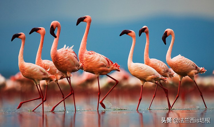 鸟类中最凶猛的是哪一个,鸟类捕食的12个无情时刻