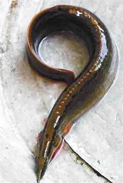 家乡的鱼味道好极了,湖北野生刀鳅鱼