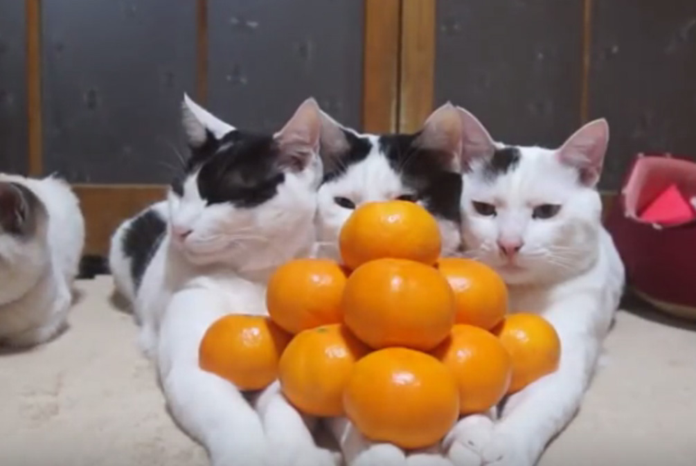 猫咪为什么不能吃橘子皮,猫吃了一点橘子皮怎么处理