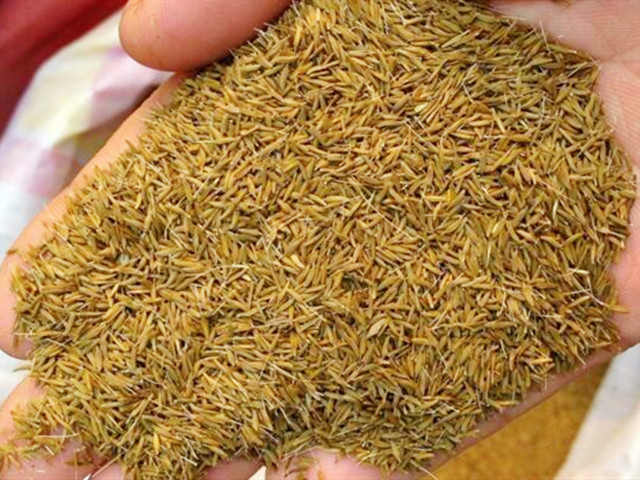 蒲公英种植技术详解农技学堂,露地蒲公英种植方法和时间